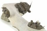 Triple Erbenochile Trilobite Association - Foum Zguid, Morocco #227801-16